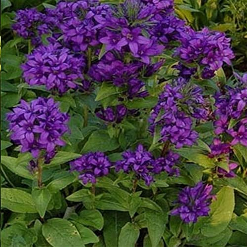 KVITER 50 Bellflower Campanula Glomerata – Purple Perennial Flower Seeds, Heirloom & Non-GMO Campanula Superba Garden Seeds for Planting – Perfect Cut Flowers for Beds, Borders & Cottage Gardens