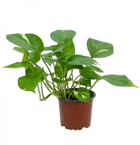 Potho Natural Planta de Interior - Planta Trepadora de Hojas Colgantes