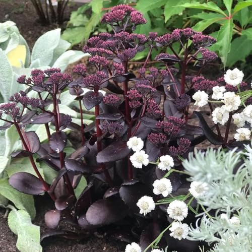 Semillas de Sedum, Las son resistentes de Sedum para tejados verdes, jardín de perenne resistente 60pcs