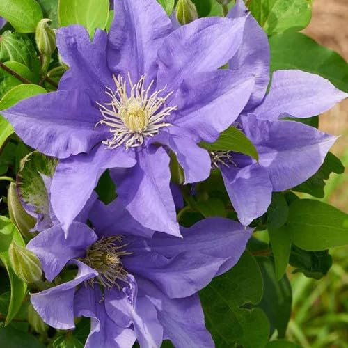 Plant World Seeds - Clematis Sapphire Silk Seeds (Climber Seeds)