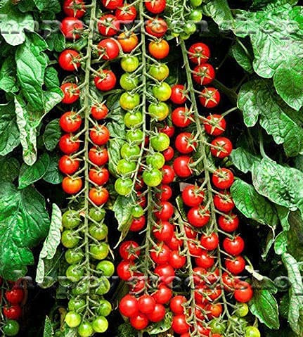 Buy4seeds Sweet Million Tomato F1-5 Seeds - Cherry Tomato - Vegetable Seeds