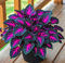 Semillas de planta Hosta 100 piezas Rosadas