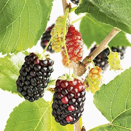 Plant Theory Mojo Berry Matsunaga RHS Chelsea Flower Show Plant of the Year 2017 Fruit Bush Mulberry Dwarf 3L Pot
