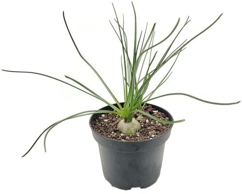 Fangblatt - Albuca humilis - einzigartiges Zwiebelgewächs - Naturwunder für Zuhause - Energie & Leichtigkeit für Ihr Ambiente