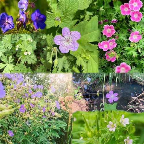 Storchenschnabel - storchschnabel winterhart wildblumensamen büropflanzen bodendecker winterhart hochbeet balkon zimmerpflanzen indoor garten balkon 550samen