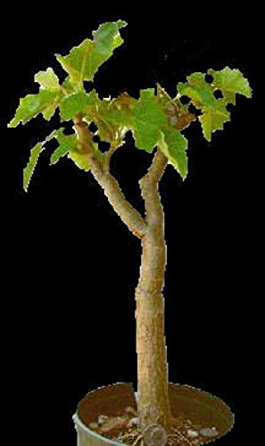 PLAT FIRM Germinazione dei semi: Jatropha curcas @ J @ rara succulenta pianta seme 10 semi