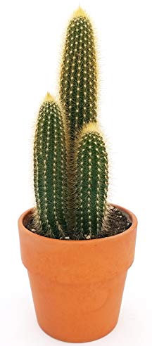 POWERS TO FLOWERS - CACTUS PILOSOCEREUS GLAUCESCENS IN VASO COCCIO 14CM, pianta vera