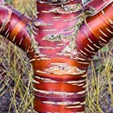 Semi Tibetano Birchbark Ciliegio (Prunus Serrula) 10 + Semi (10+)