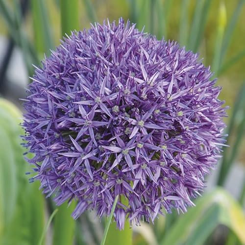 Allium 'Globemaster' / Ail Géant/Conteneur de 1 à 1.9 litres/Vivace