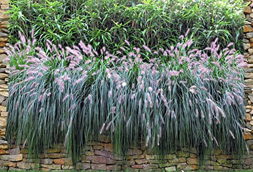 zaun|zu Graswand - Bedruckter Sichtschutzstreifen für den Doppelstabmattenzaun | moderner Motivdruck | Garten-Deko | Sichtschutz Rolle | Vlies | Windschutz 2,5m x 1,8m