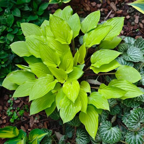 semi di hosta resistenti, perenni balcone decorative 800pcs