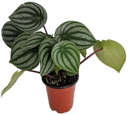 Peperomia Argyreia - Meloncito de Jardín - Begonia Sandía - Planta Natural
