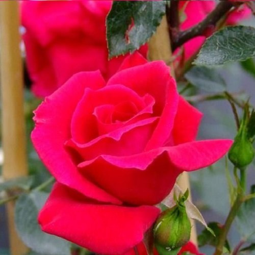2 x New Dawn Rouge Kletterrose - Rot, Mehrjährig, Duftend & Winterhart | öfter blühend - Kletterrosen