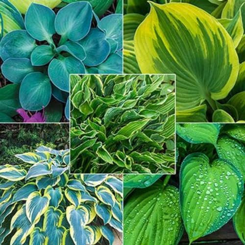 Hosta UK Now Simple Planting Perennial Bulbs for Planting Now UK Strong Plants That Grow Well Mix Golden Jade Carving Feels Perfect