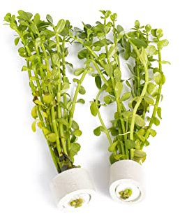 PondPlantsUK 2 x Live Plants for aquascaping, mosses, Fern, Tropical Aquatic Plants in Ceramic Weights (Bacopa Monniera)