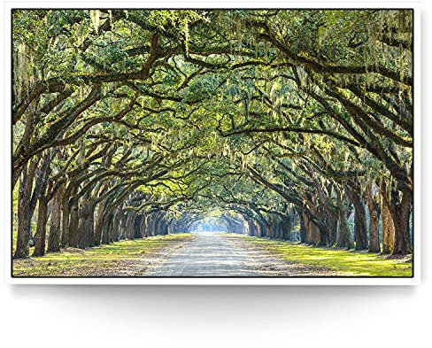 BilderKing Wandbild Straßenallee Alte Eichen - 180cm x 120cm Leinwand auf 2cm Keilrahmen mit Schattenfugenrahmen weiß