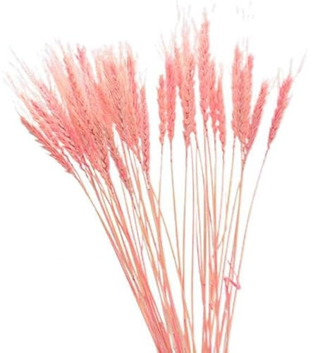 25 Teile/Satz Nützliche Künstliche Blume 10 Farben Getrocknete Blume Nick Aussehen Vintage Natürliche Pampas Hafer Gras Getrocknete Blume-Rosa