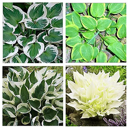 Piante hosta/Hosta/5 confezioni di piante miste/radice di nudo resistente invernale per piante e arbusti-5 Rizoma