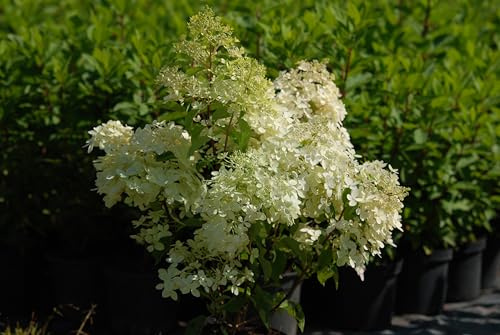 Strauch Hortensie Phantom zartgelbe gigantische Blütenrispen 80-100 cm hoch