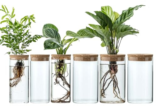 JGKYLDZ Propagation Vases for Plants, Set of 6(3 Large & 3 Small) Glass Plant Propagation Stations, Plant Propagation Jars for Home Office Windowsill Tabletop Decoration (6)