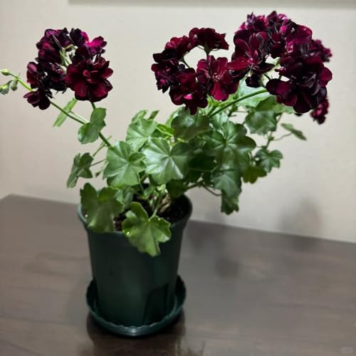 semi di geranio pelargonium Decorazioni per giardini esterni, aromatiche, gerani semi di selvatici da ombra Decorazioni autunnali per un giardino resistente 55semi