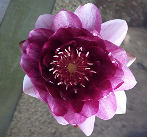 Teichpflanzen Seerosen : Nymphaea Seerose  Burgundy Princess winterhart Pflanztiefe bis 150 cm