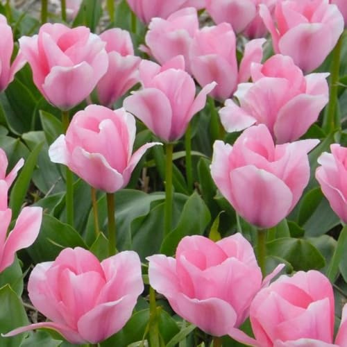10 x Tulipa Fosteriana Sweet Sixteen – Warm-Ballerina Pink with Paler Edges – Spring Flowering Bulbs – Early Blooming Tulips – Perennials – for Your Beautiful Garden