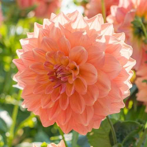 Dahlie Ace Summer Sunset | 1 Stück | Knolle | Gelb | Orange | 100% Blütegarantie | QFB Gardening