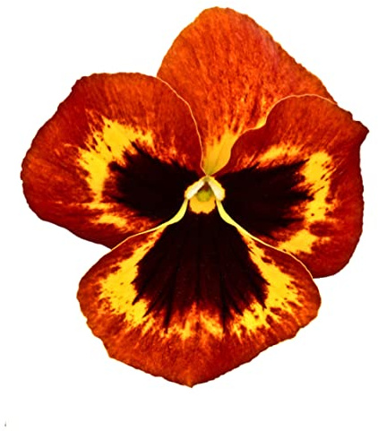 Winter Bedding Plants, Pansy 'Fire Surprise', 6 x Full Plant Pack, Winter Pansies, Pansy Plants, Garden Flowers, Flowering, Garden Ready and Ready to Plant, Premium Quality Flowers