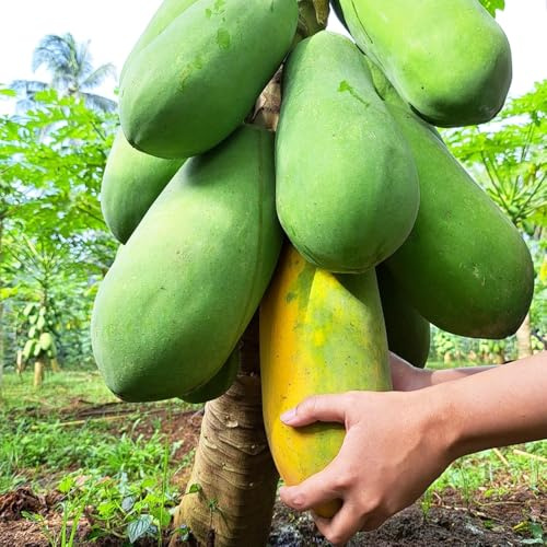 10 piezas semillas de papaya Plantas en maceta resistentes, semillas orgánicas. fácil de plantar, macetas estándar resistente, jardín de flores árboles frutales, semillas de frutas
