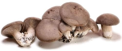LoviStore Balletta Funghi Cardoncelli Pleurotus Eryngii Ideale per la Coltivazione, Produzione Fungo Cardoncello Murgiano Puglia Ceppo 3065 Produttività Eccellente Substrato Alta Qualità (4)