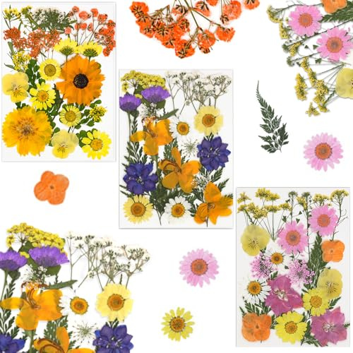 Pmueuff 66 Pezzi Fiori Secchi per Resina, Fiori Pressati, Fiori Secchi Decorativi, per Decorazioni DIY Scrapbooking Resina Gioielli Fatti a Mano Artigianato e Decorazioni