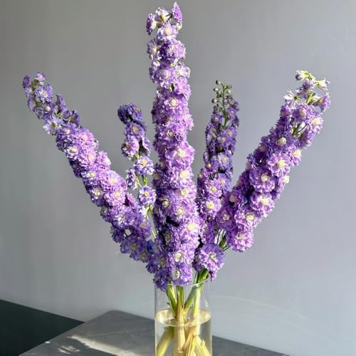 rittersporn für sonnige plätze delphinium blumenwiese mehrjährig bodendecker steingartenpflanzen 450samen