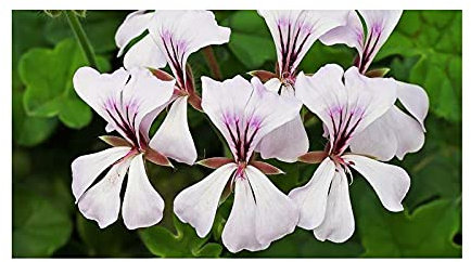 Stk - 5x Pelargonium myrrhifolium var fruticosum Geranie Pflanzen - Samen B65 - Seeds & Plants Shop by Ipsa