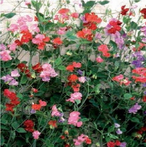 Flower - Sweet Pea - Giant Spencer Waved Mixed - 50 Seeds