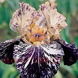 Seeds 12: 50pcs Iris Samen, Iris Orchidee Samen, Seltene Heirloom Tectorum mehrjährige Blumensamen, 24 Farben zu wählen, Pflanze für Zuhause gatden 12