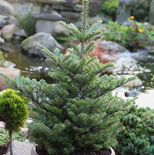 Koreatanne Molli 80-100cm - Abies koreana - lebende Gartenpflanze aus den Baumschulen