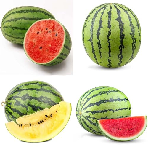 semi di sandia - semi di giardino rocce resistenti interni melone nani Balcone con letto elevato balcone 50pcs