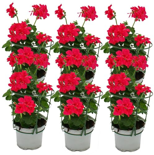 Géraniums suspendus - Pelargonium Peltatum - Pot de 12 cm - Lot de 6 plantes - Rose