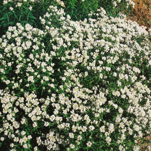 Pycnanthemum flexuosum 9x9 cm Topf – Winterhart, Mehrjährig, Pflegeleicht – Bergminze – Staude für Kräuterbeet & Beet