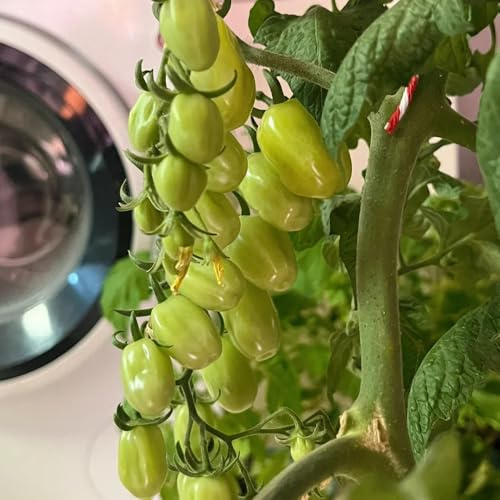 tomatensamen freiland, winterhart steingartenpflanzen exotische bio balkon 10pcs