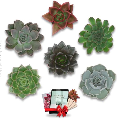 Pasiora Echeveria Mix im 6cm Topf, verschiedene kleine Pflanzen, Rosetten Geschenkset (6 Stück)