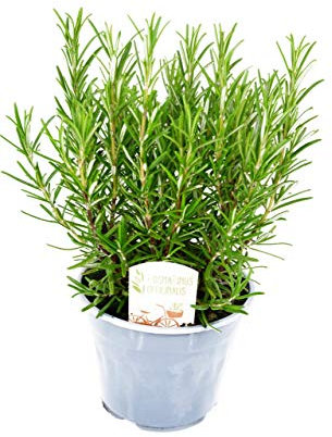 Large Rosemary Plant in a 14cm Pot - Perfect for Use in The Kitchen - Plant Looks Just Like The Picture