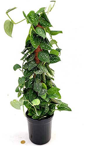 POWERS TO FLOWERS - POTOS, SCINDAPSUS PICTA SU PALO MUSCHIATO, altezza 60cm, pianta vera