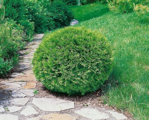 Thuja occidentalis 'Recurva Nana' 60-70 cm - Zwerg-Lebensbaum, kompakt, immergrün, ideal für Hecken und Kübel, winterhart und pflegeleicht