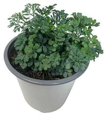 Rue Plante Naturelle d’Extérieur – Pot de 13 cm – Plante Aromatique pour Terrasse et Jardin