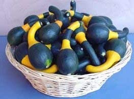 10 Semi di RGS128 Koshare Zucchina Giallo fasciato (C. Pepo):Grani