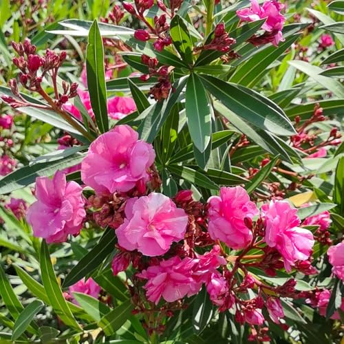 semi di oleandro, come per gli ospiti vecchie varietà selvatici da giardino roccioso giardino arbusti rare da balcone per esterni 30pcs