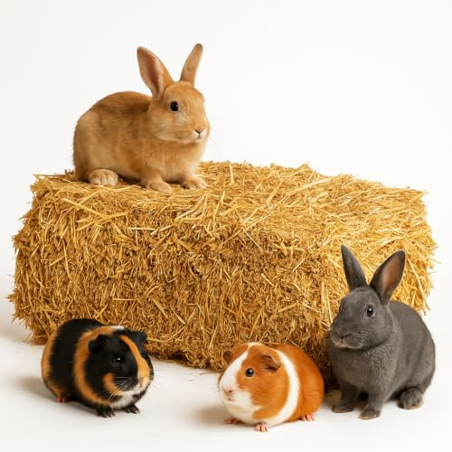 Großer Qualitäts Strohballen 80x50x40 cm ca. 15 kg – trocken & schimmelfrei – Neue Ernte direkt vom Bauern – ideal für Kaninchen, Meerschweinchen, Hasen & Dekoration