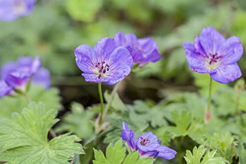 Geranium wallichianum 'Rozanne' 11x11 cm Topf – Winterhart, Mehrjährig, Pflegeleicht – Storchschnabel – Bodendecker für Beet & Kübel